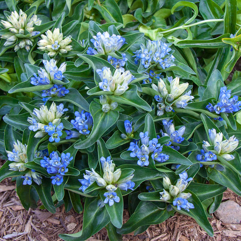 Gentiana Cruciata Blue Cross - кръстосана тинтява (1508)